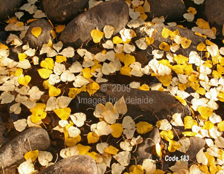 Floating Aspen Leaves